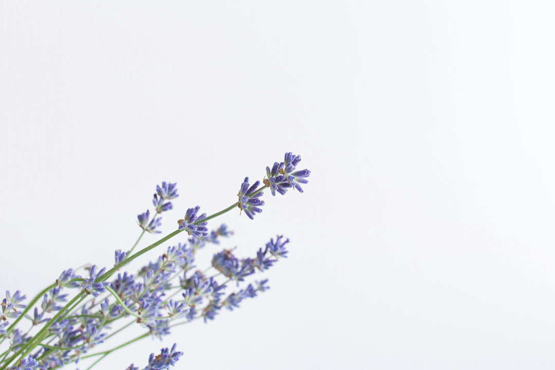 Lavender Essential Oil